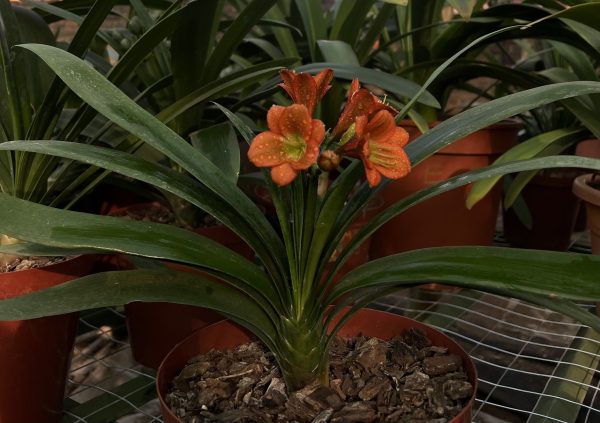 Liefie x Ice Cap (4-5 Leaves)