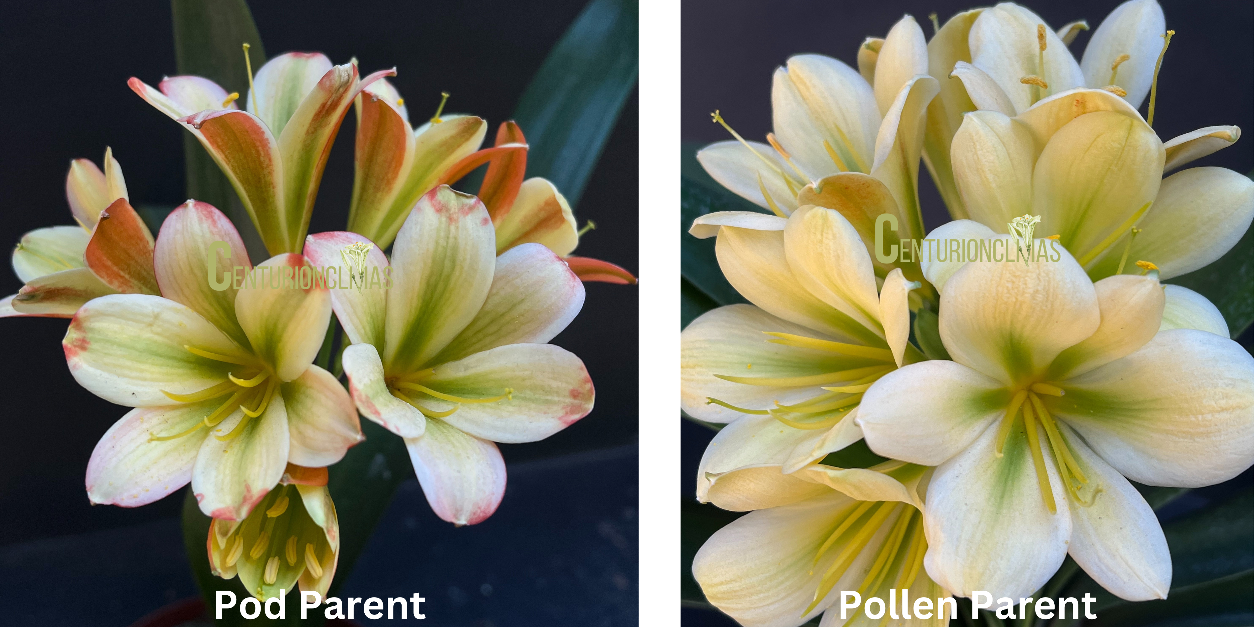 CC03-2025 Seedlist - 777 Green Fire x 777 Iced Ember