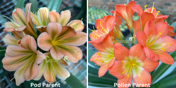 CC12-2025 Seedlist - Blushing Queen x Tangerine Glow