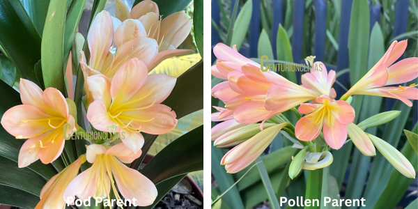 CC40-2025 Seedlist - Pink Aura x Pink Royale