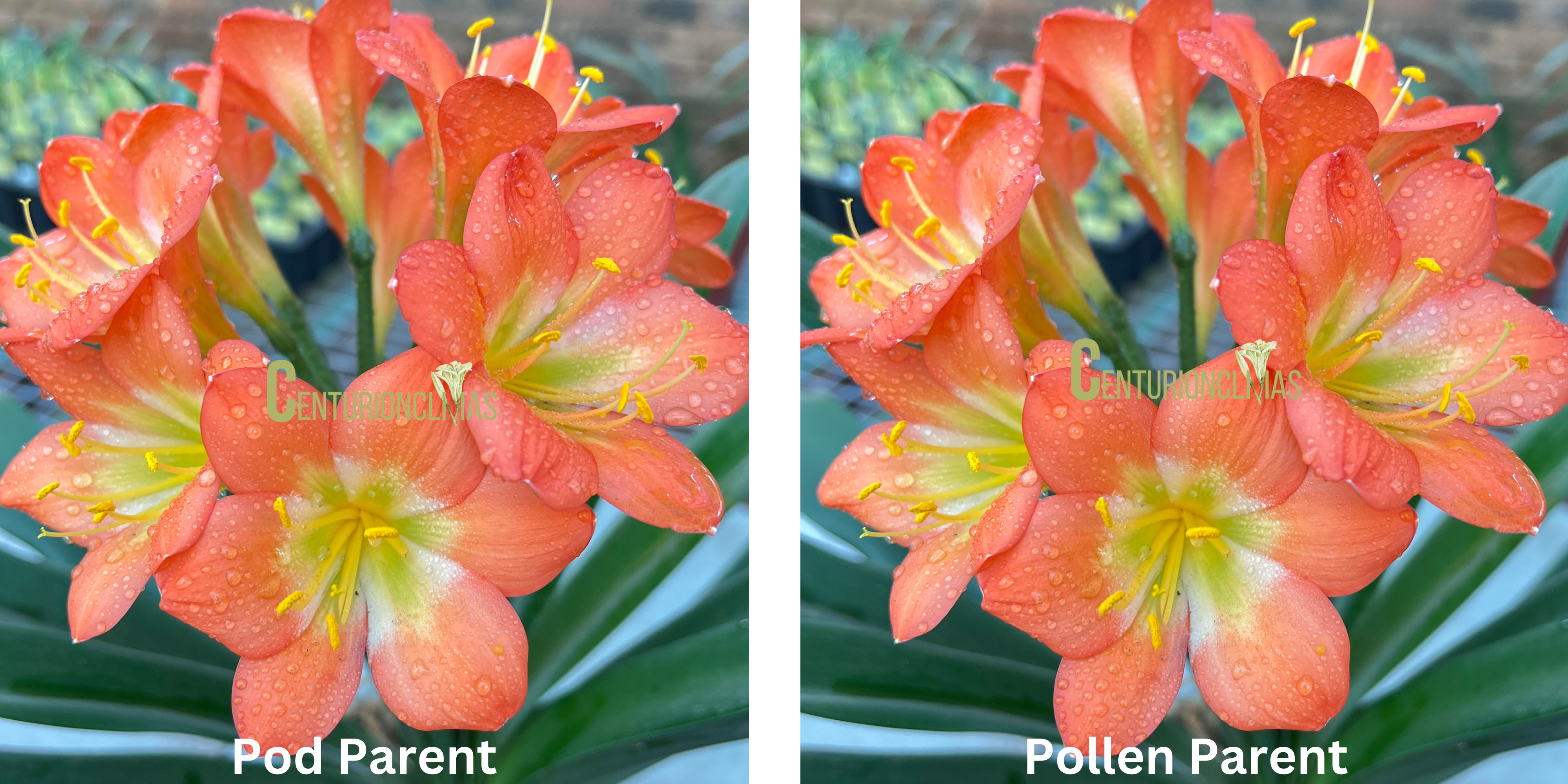 CC50-2025 Seedlist - Tangerine Glow x Self
