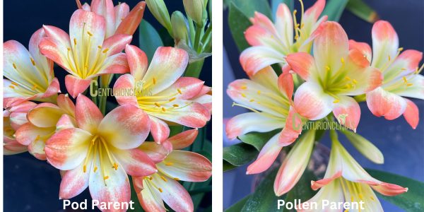 CC41-2025 Seedlist - Turkish Delight x Lush Delight