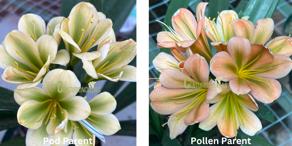 CC43-2025 Seedlist - Verdant Dream x Blushing Queen
