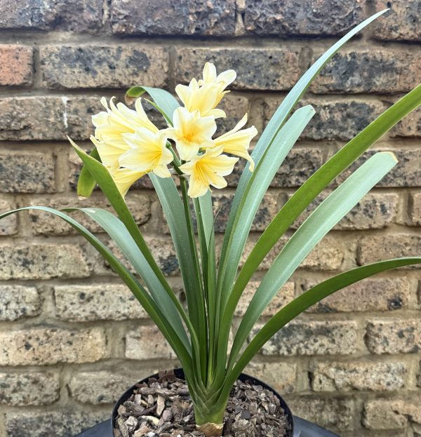 Group 1 Yellow Clivia Miniata
