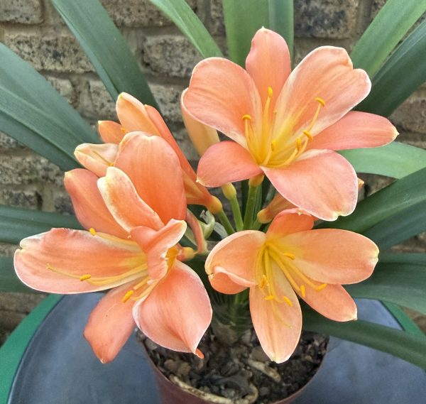 Two Toned Peach Clivia Miniata_26_3