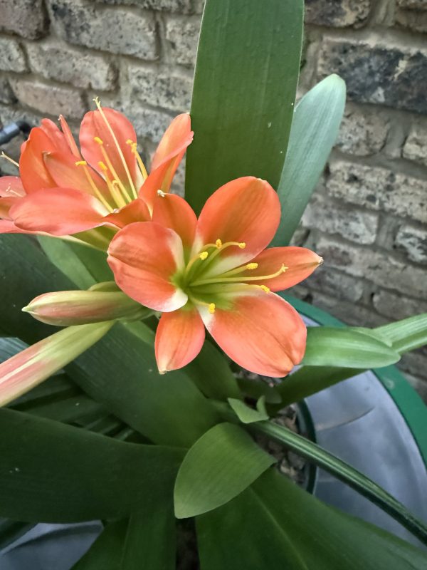 Bronze Green Throat Clivia Miniata_26_6