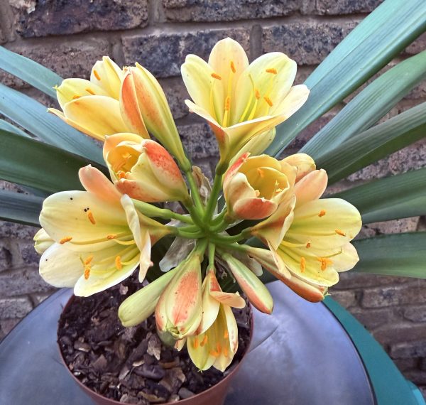 Pure 777x777 Versi colour Clivia Miniata_26_14
