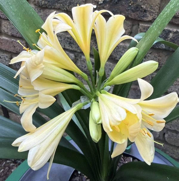 Recurved Yellow Clivia Miniata_26_8