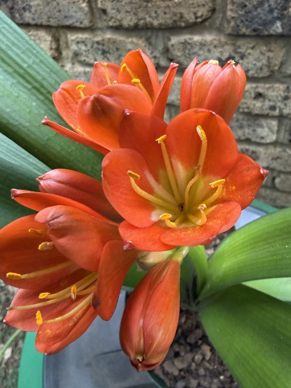 Bronze Clivia Miniata_26_9
