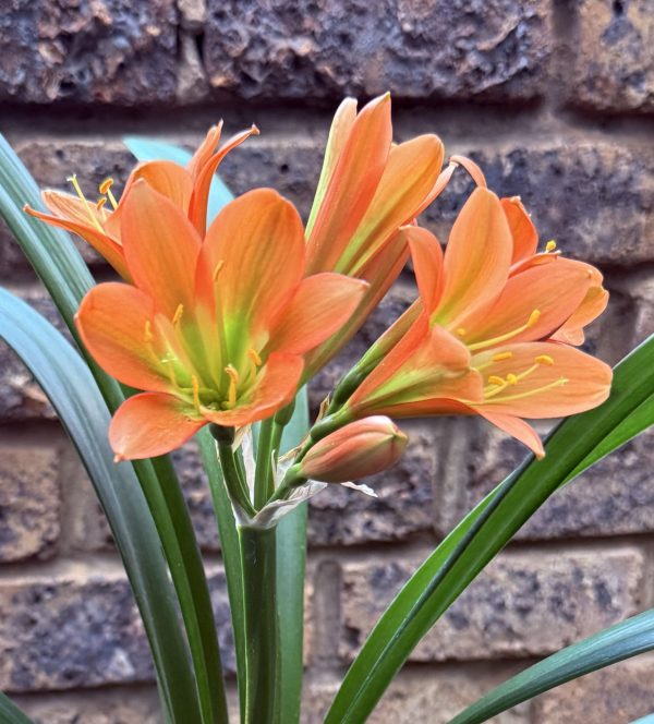 Chocolate Bronze Clivia_26_11