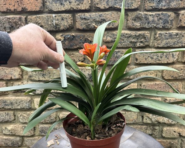 Miniature Bronze Clivia_26_12