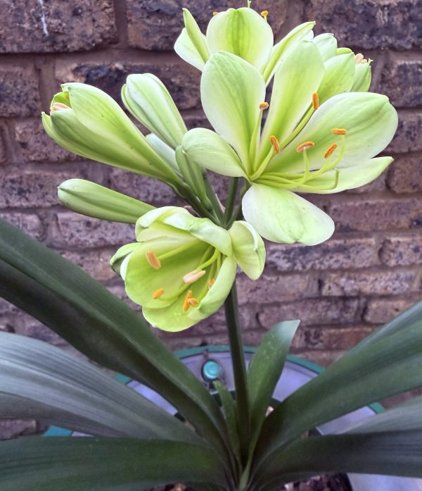 Hirao Green Clivia Miniata_26_13