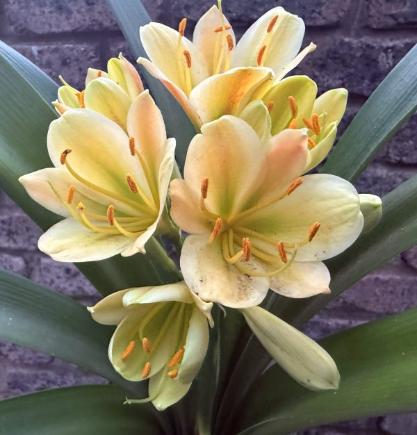 Pure 777x777 Versi colour Clivia Miniata_26_15