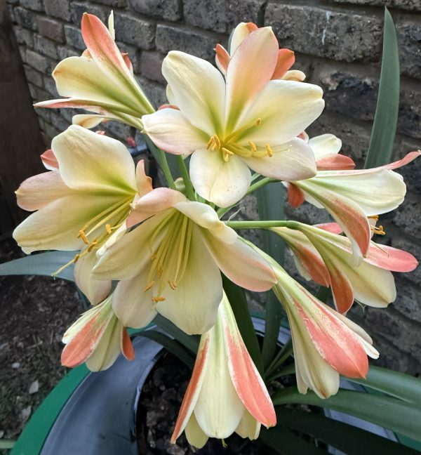 Pure 777x777 Versi colour Clivia Miniata_26_16