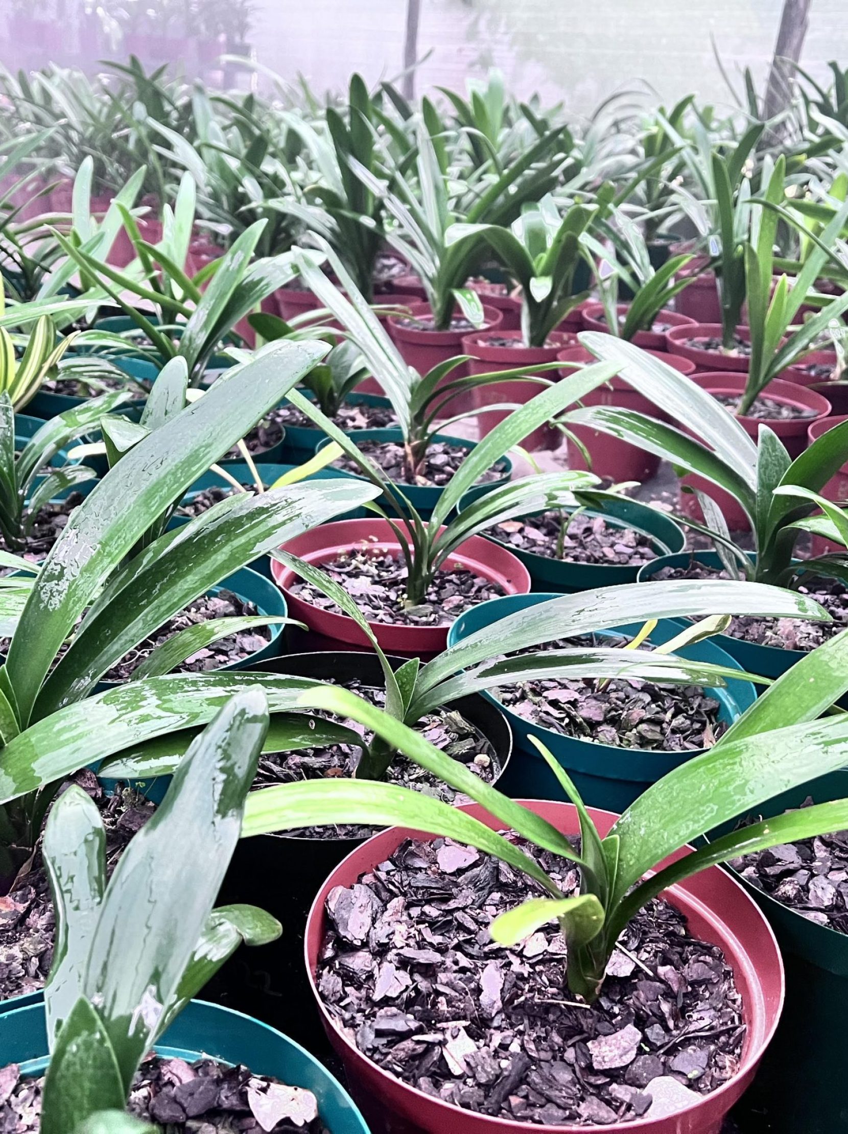 plants2